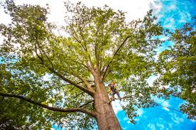 Best Fruit Tree Pruning  in Laton, CA