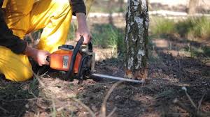 Best Tree Risk Assessment  in Laton, CA
