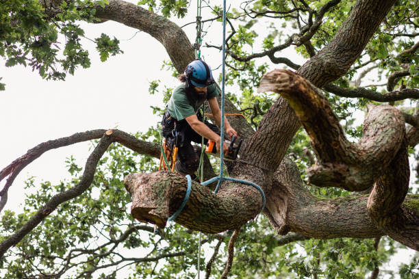 Best Lawn Dethatching  in Laton, CA