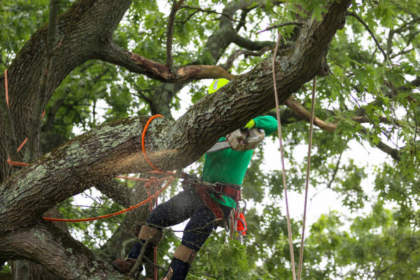 Best Hazardous Tree Removal  in Laton, CA