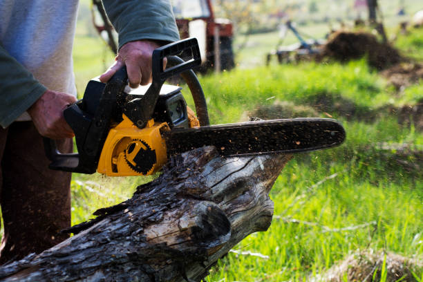 How Our Tree Care Process Works  in  Laton, CA