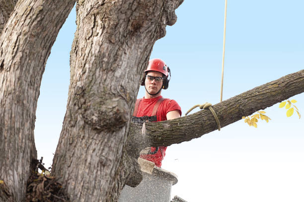 Best Arborist Consultation Services  in Laton, CA