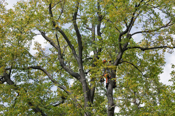 Trusted Laton, CA Tree Care Experts